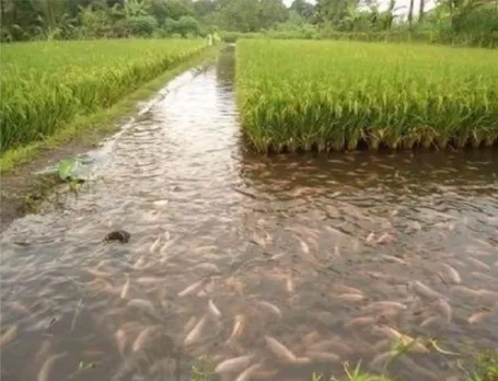 Arunachal: Advisory Issued For Non-Consumption Of Fish In East Kameng