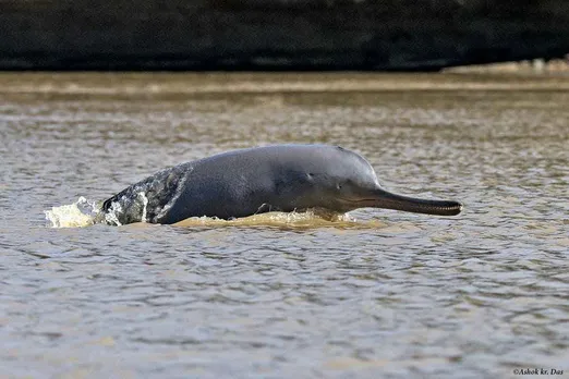 PM Announces Project for Conservation of Dolphins