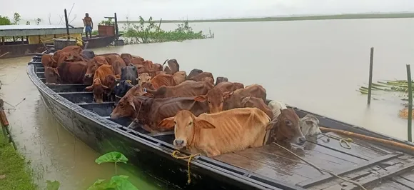 Golakganj: 41 Cattle laden boat seized
