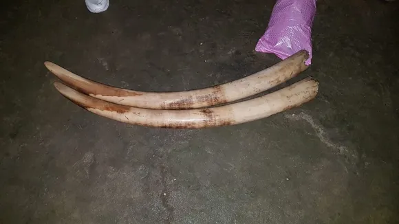 Chirang: Poacher Arrested With Ivory Tusks