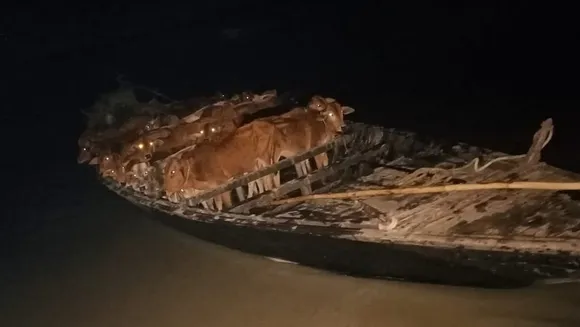 Golakganj: 25 Cattle Laden Boat Seized