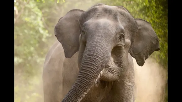 Digboi: Man killed by elephants