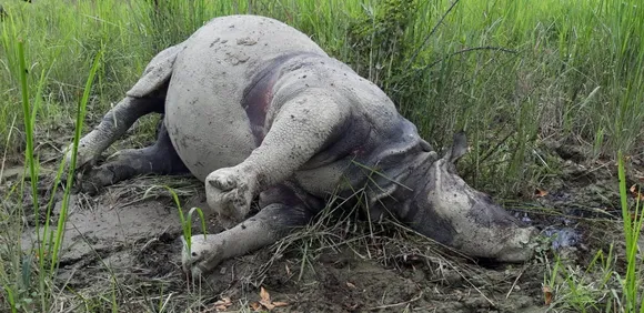 Kaziranga: Rhino killed by poachers