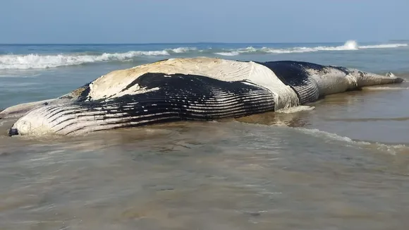 Tamilnadu: Whale Shark Found Dead On Beach