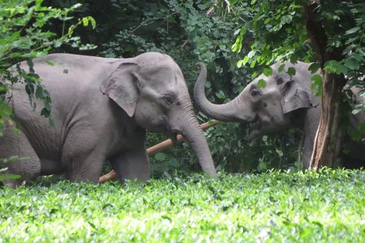 Wild Elephants Wreak Havoc In Different Parts Of Assam