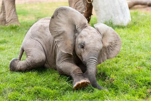 Baby Elephant Found in Panbari
