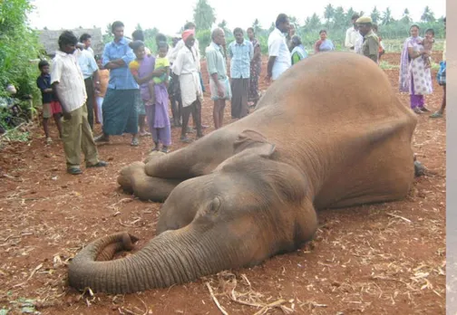 Wild Elephant Dies in Suspected Collision