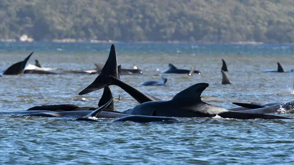 Australia: 90 Stranded Whales Die, 180 Stuck