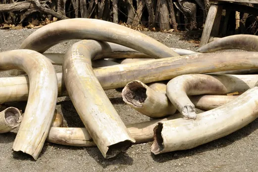 Ivories Recovered, 4 Held