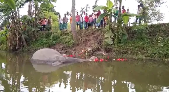 Nagaon: Elephant Electrocuted To Death