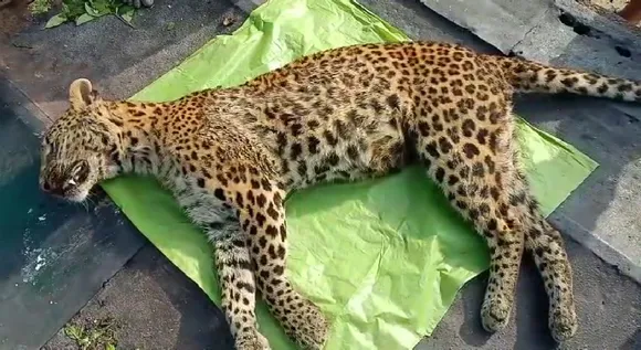 Leopard Found Dead In Sonari