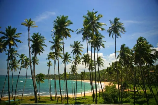 Sri Lankan Minister Addresses Public From Coconut Tree