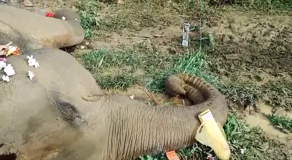 Kamrup: 2 Elephants Found Dead