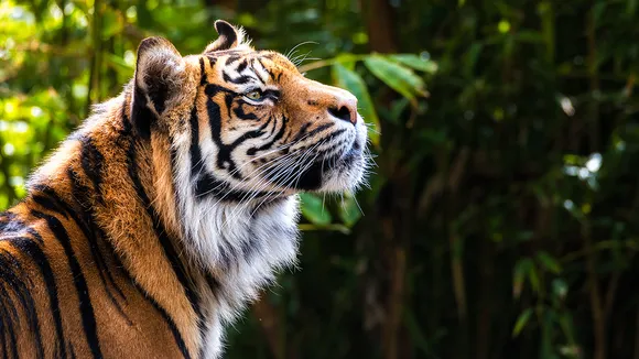Wildlife Faces Major Decline: WWF