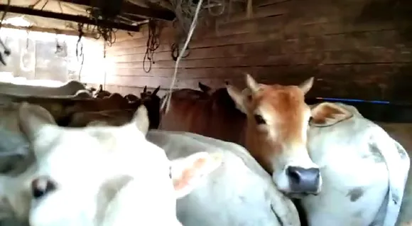 Cattle Laden Truck Seized in Sadiya