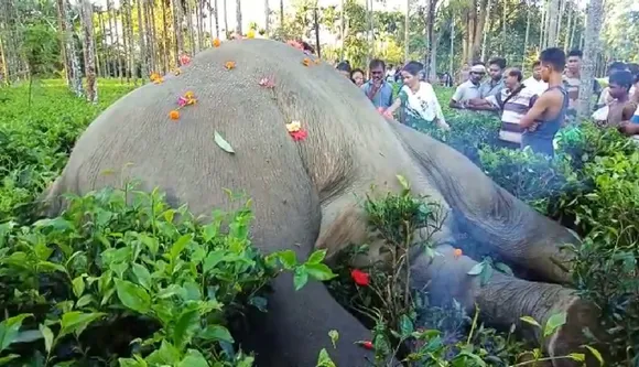 Tinsukia: Wild Elephant Electrocuted To Death