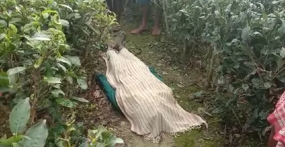 Sonari: Man Killed In Elephant Attack