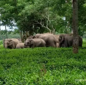 Udalguri: Man Killed By Wild Elephants