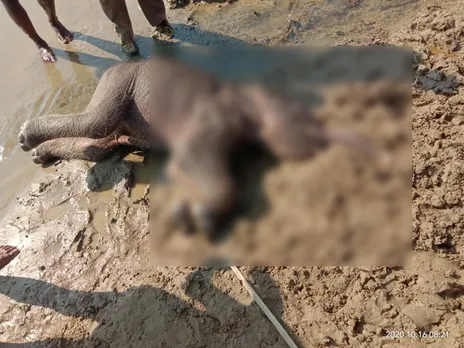 Digboi: Wild Elephant Calf Found Dead