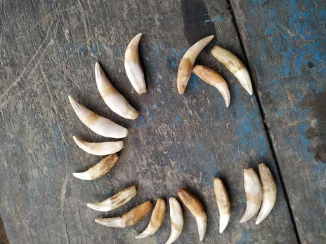 Diphu: 16 Tiger Teeth Recovered, 4 Arrested