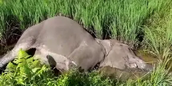 Sonitpur: Wild Elephant Found Dead