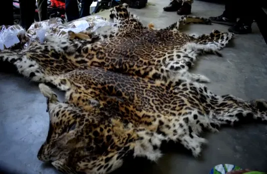 Biswanath: Leopard Skin Seized, 3 Poachers Held