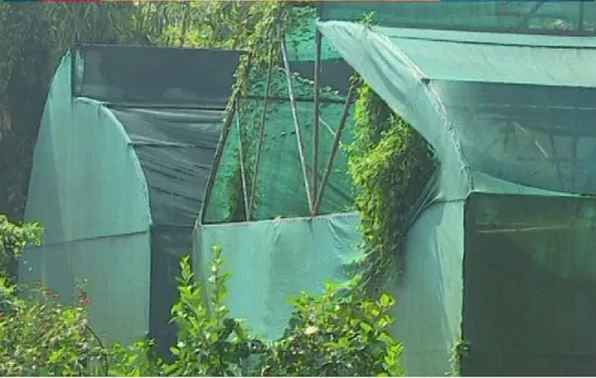 Chaygaon: Centre of Excellence for Citrus Fruits Turns into Jungle