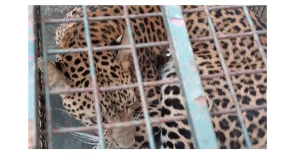 Ghy: Leopard Enters Girls’ Hostel