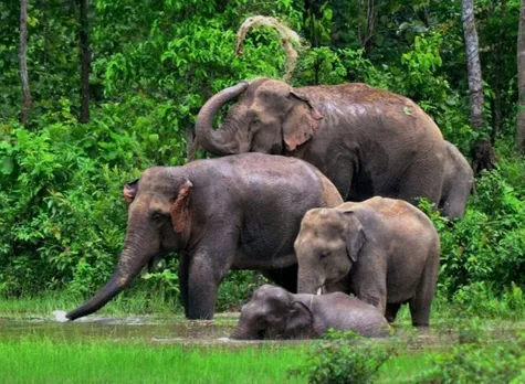 355 Elephants ‘Leased’ By Assam Remains Untraceable: RTI Report