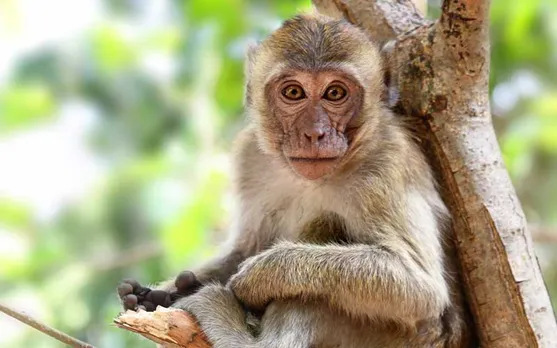Telangana: Over 40 Monkeys’ Bodies Found In Jute Bags