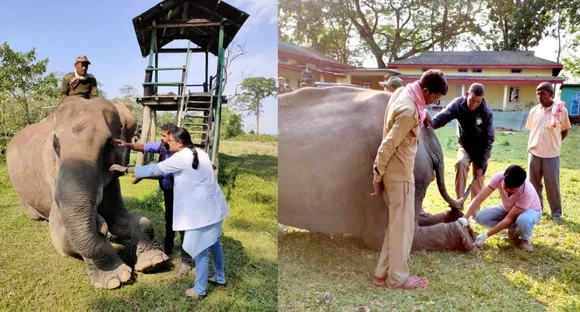 Kaziranga National Park Organizes Elephant Health Camp