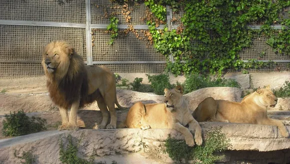 4 Lions At Spanish Zoo Test COVID +VE