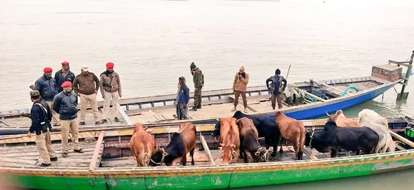 10 Big Cattle Seized In Dhubri