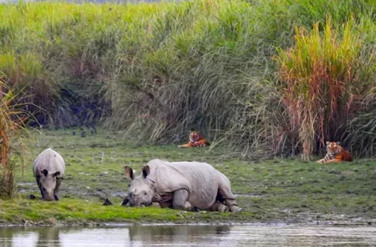 ‘Miraculous Coexistence’: Javedkar On Sharing Photograph Of Kaziranga