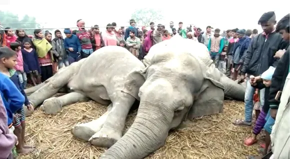Karbi Anglong: 2 Wild Elephants Electrocuted To Death