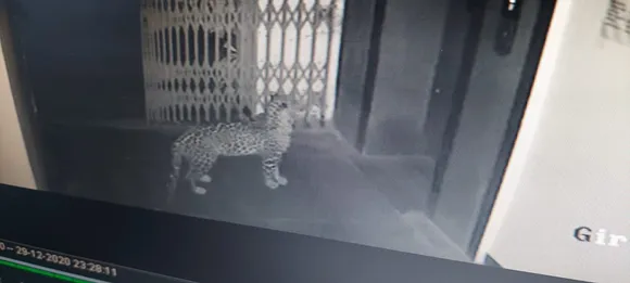 Guwahati: 4 Injured In Leopard Attack