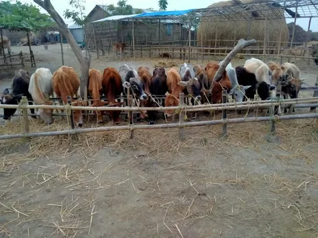 17 Cattle Seized From Bangladesh Border, 2 Held