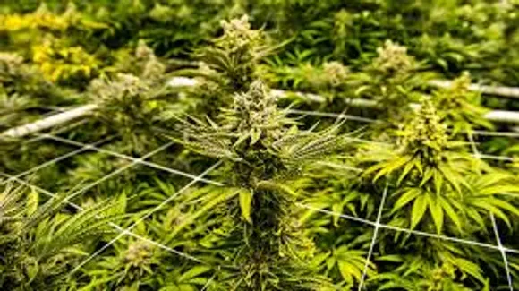 Cannabis Plants Worth Rs 1 Cr Destroyed In Tripura