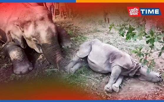 Assam: Rhino, Wild Elephant Found Dead