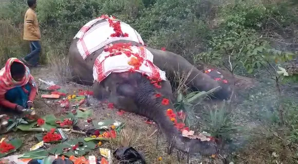 Chandrapur: Speeding Train Kills Wild Elephant