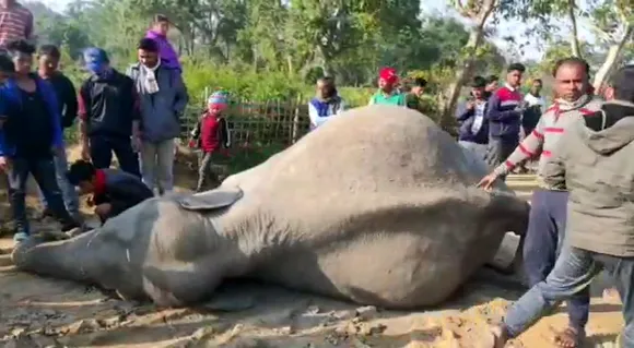 Sivasagar: Two Elephants Electrocuted
