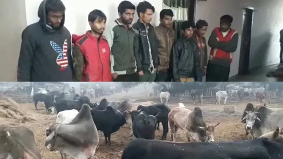 4 Cattle Laden Trucks Seized In Gossaigaon