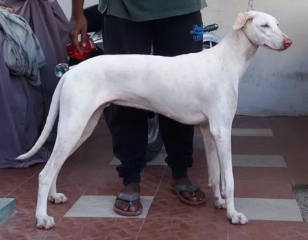 Meghalaya: BSF Trains 2 Indian Dog Breeds For Border Patrolling