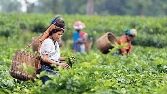 Assam To Display ‘Tea Industry’ as R-Day Tableau