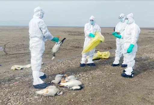 Maharashtra Confirms Bird Flu
