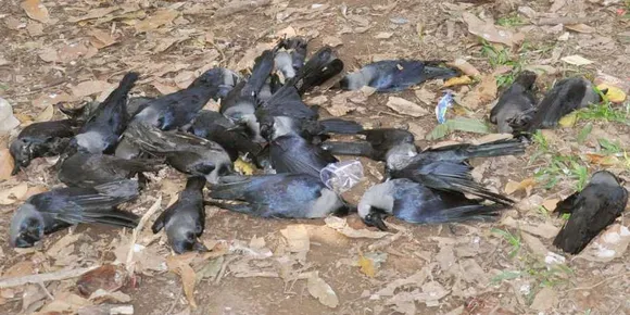 Bird Flu Scare: Over 100 crows found dead in Delhi Park