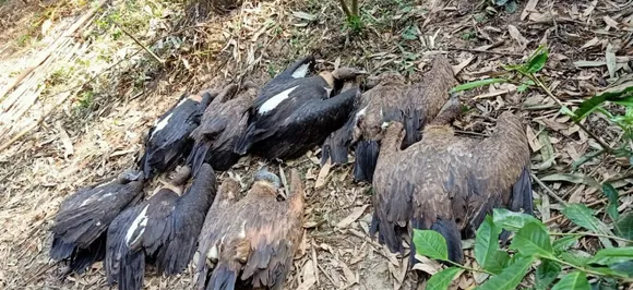 Tinsukia: 23 Endangered Vultures Die Of Poisoning