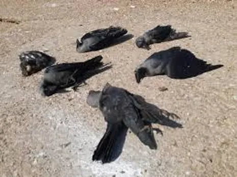 India: Bird Flu Virus Found In Dead Crows, Peacocks