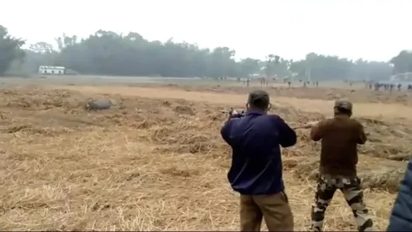 Wild Buffalo Shot Dead By Forest Officials After It Killed 2 Men
