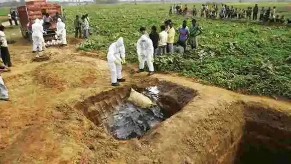 Rajasthan Govt Calls For Emergency Meet Over Bird Flu Concerns